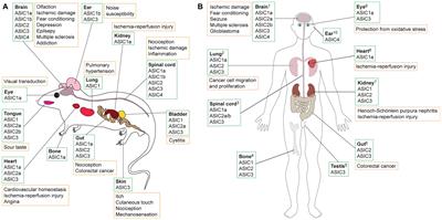 Acid-Sensing Ion Channels: Expression and Function in Resident and Infiltrating Immune Cells in the Central Nervous System